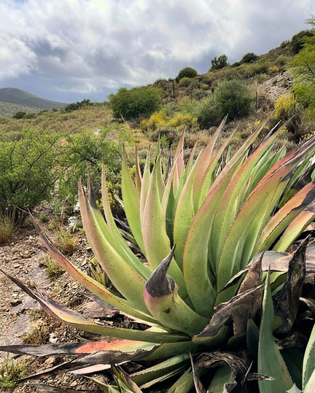Inzalo Agave Spirit 