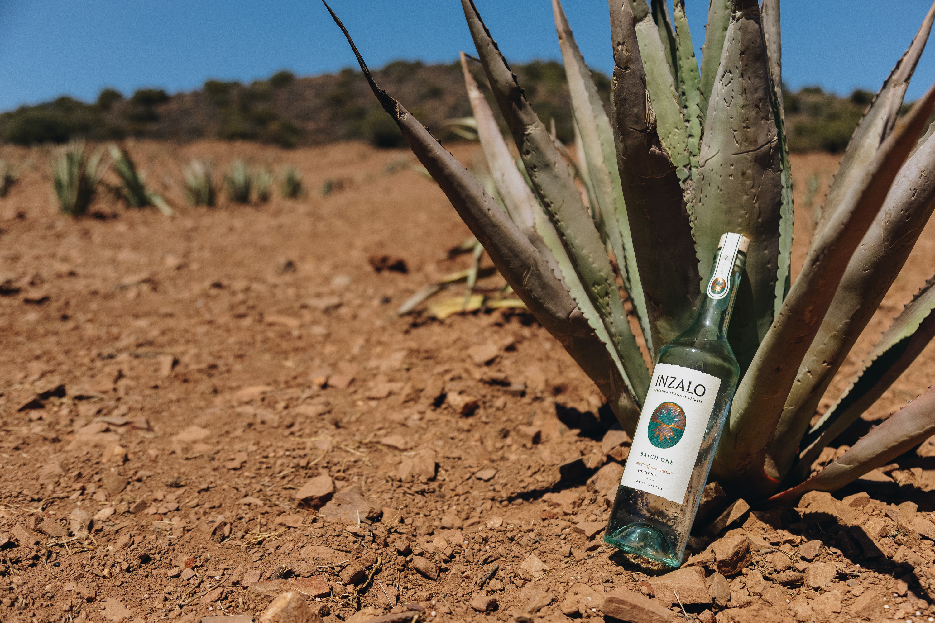 Cape Town agave spirit wins top global gold award