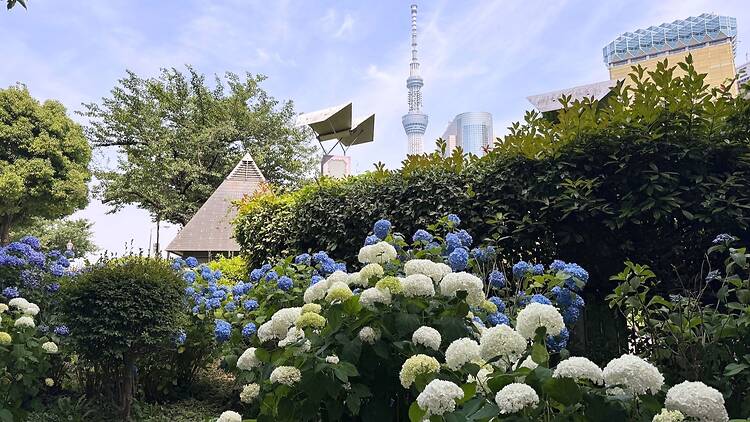 Sumida Park hydrangeas