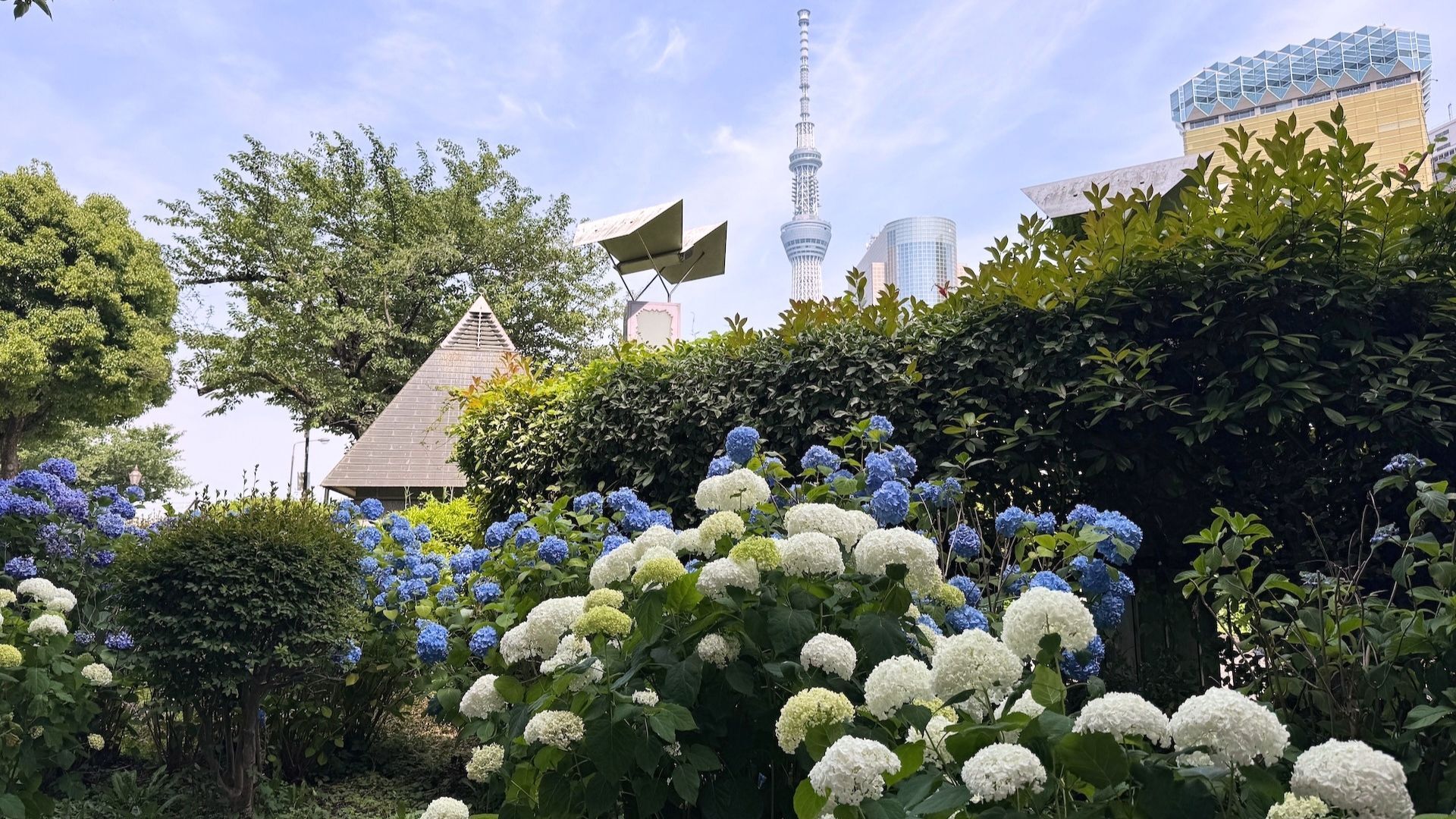 Tokyo’s hydrangeas are now blooming – and they’re gorgeous
