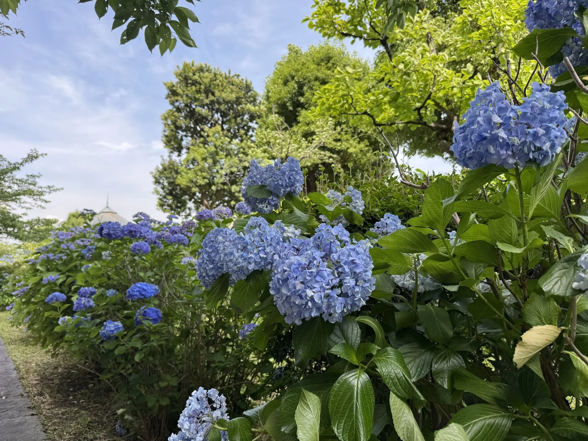 Sumida Park hydrangeas