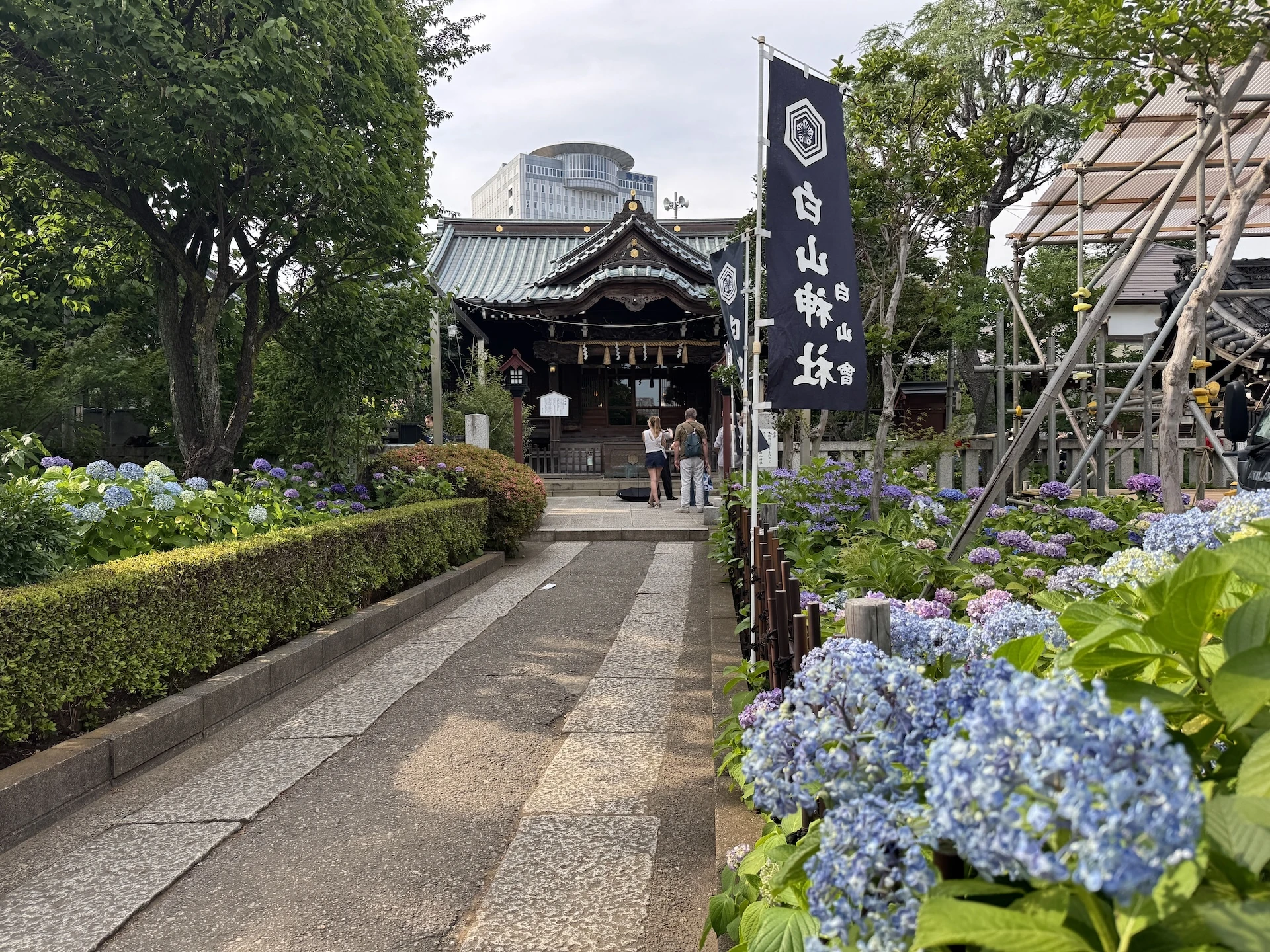 Hakusan Shrine hydrangeas