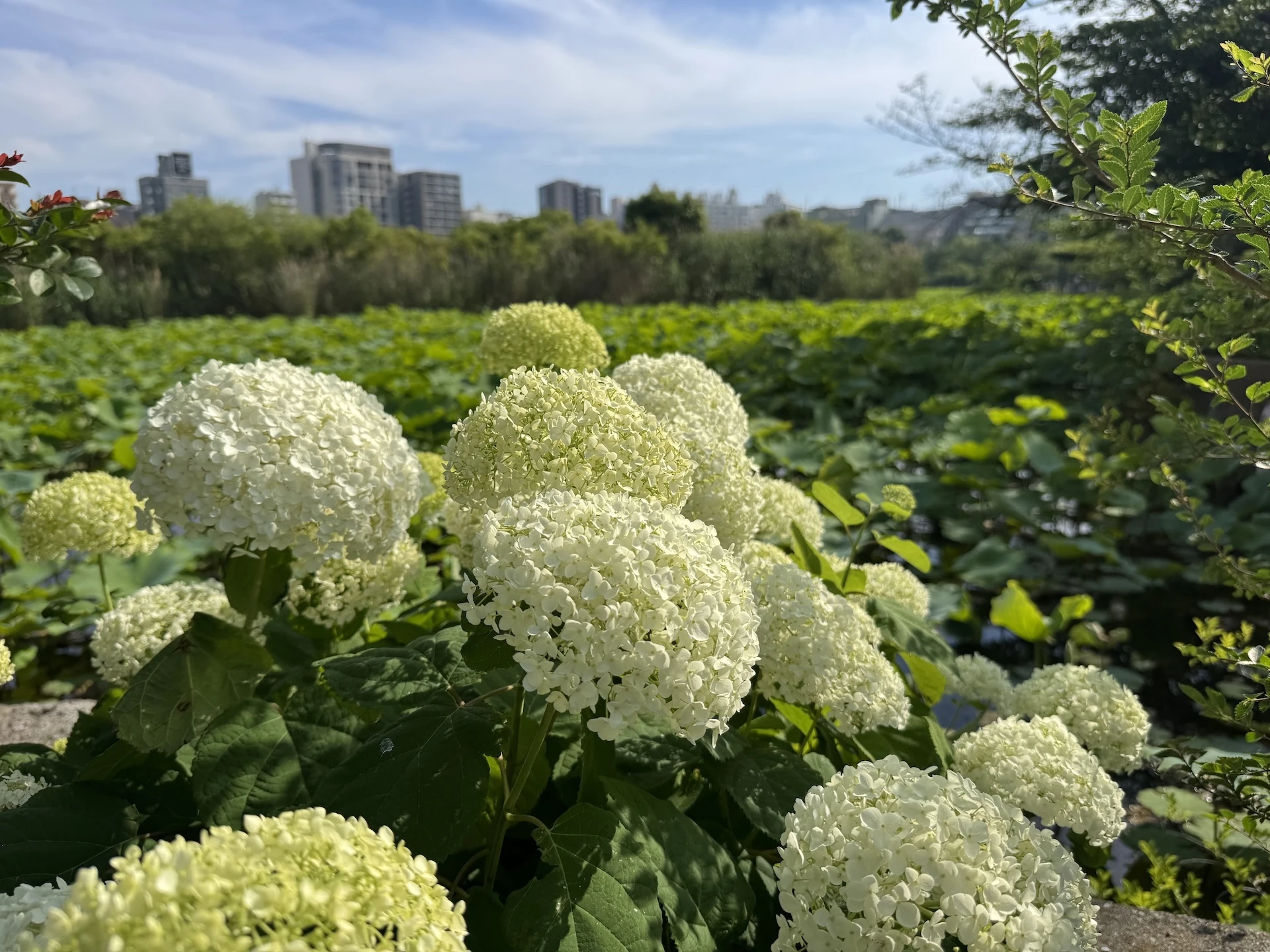 Ueno Park hydrangeas