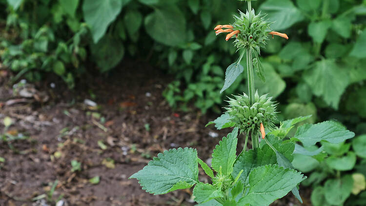 Plant an indigenous plant