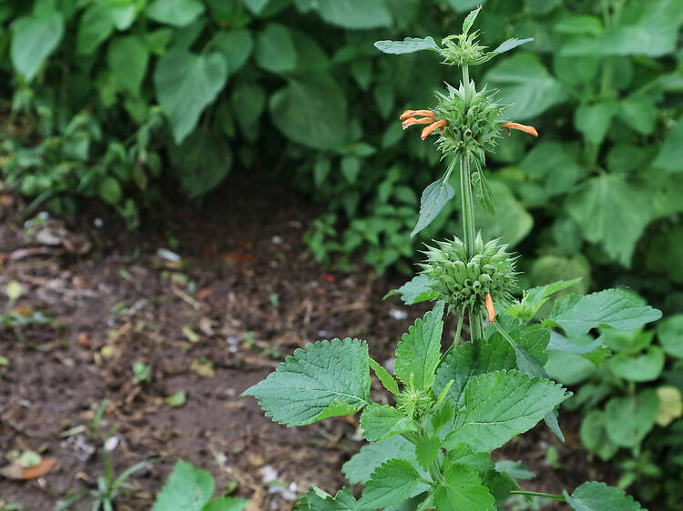 Plant an indigenous plant