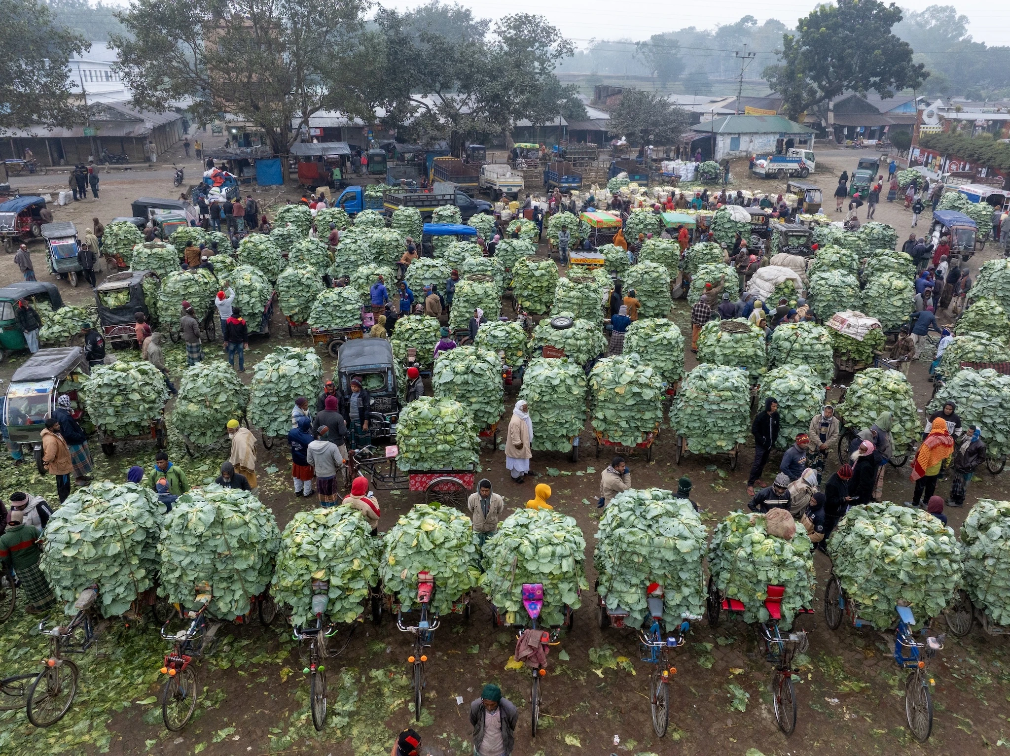 Cabbage Market. Mohastangor, Bogura, Bangladesh