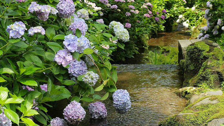 Hydrangea Festival at Expo ‘70 Commemorative Park