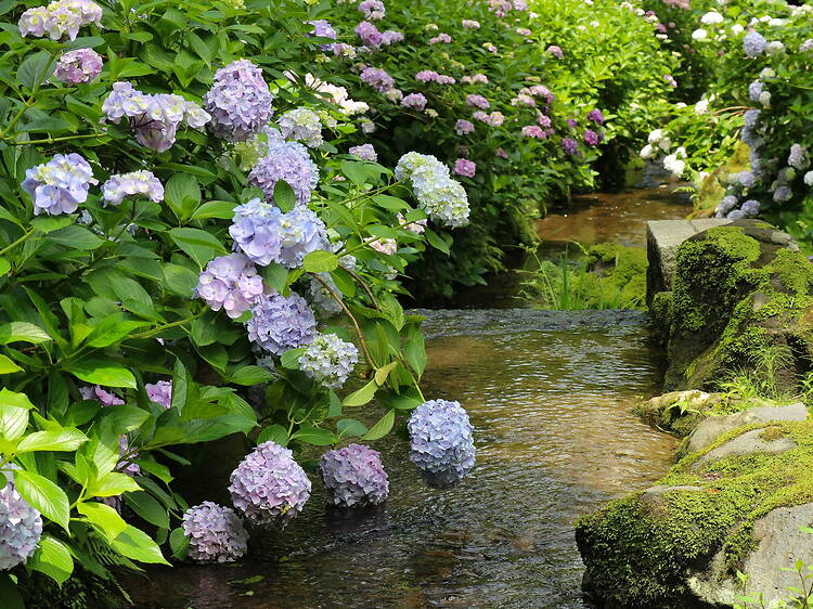 Hydrangea Festival at Expo '70 Commemorative Park