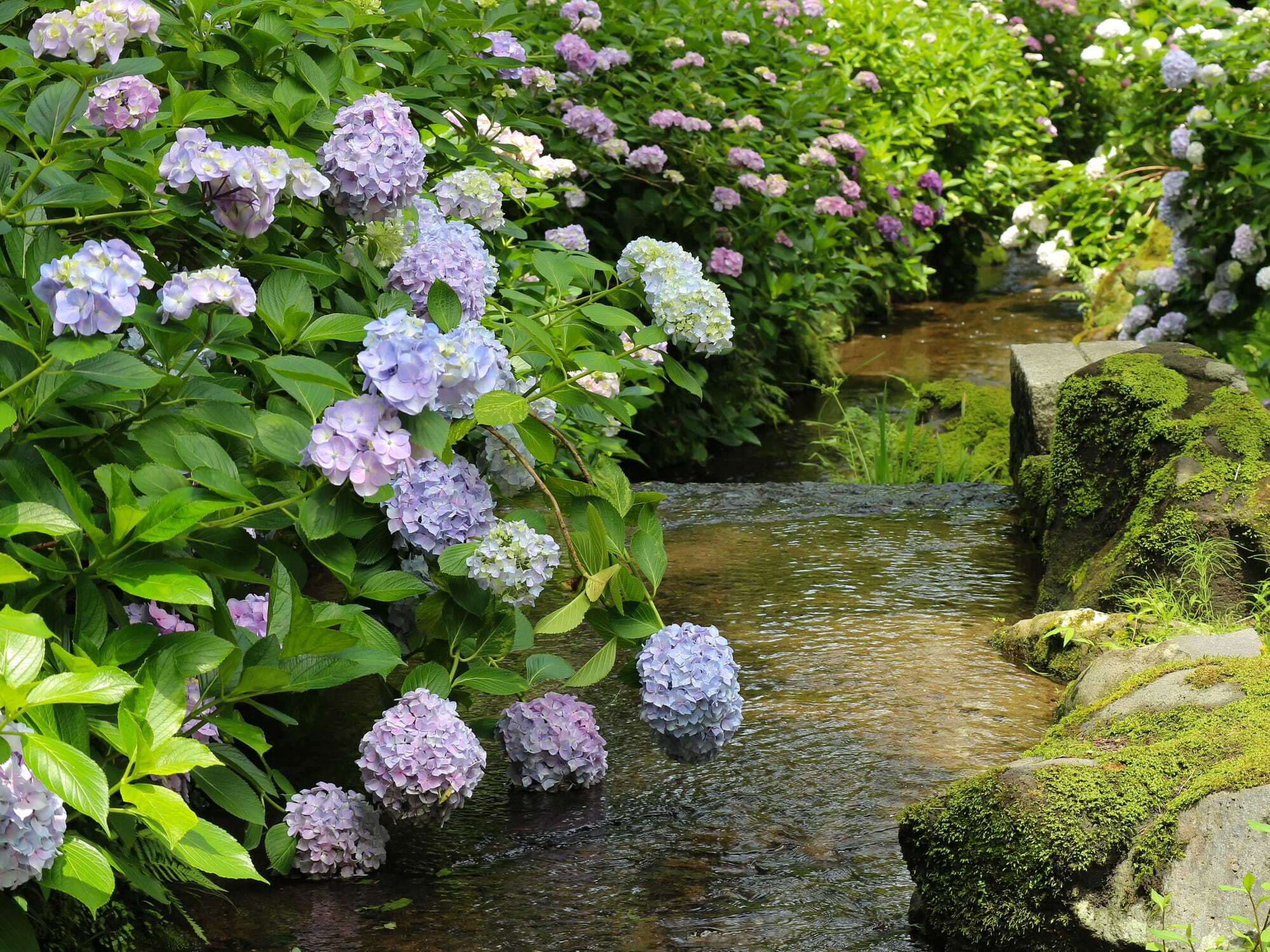 フラワー・ガーデニング Hirobe Hydrangea Festival at Expo '70 Commemorative Park | Expo '70