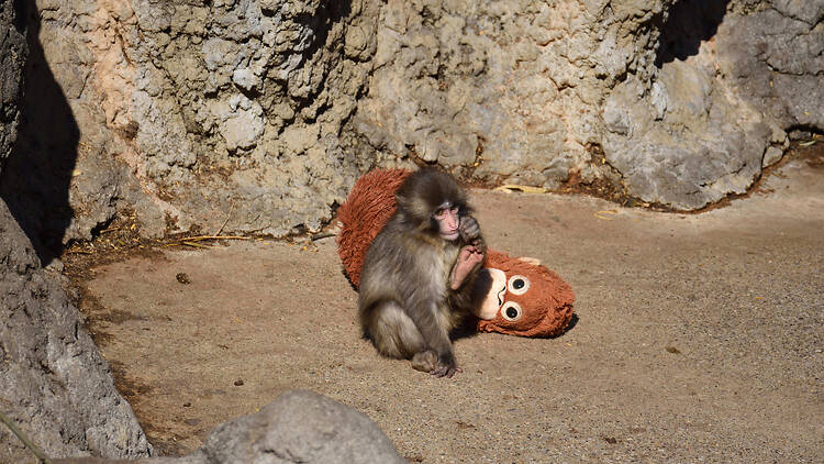 Punch the mnokey with stuffed orangutan