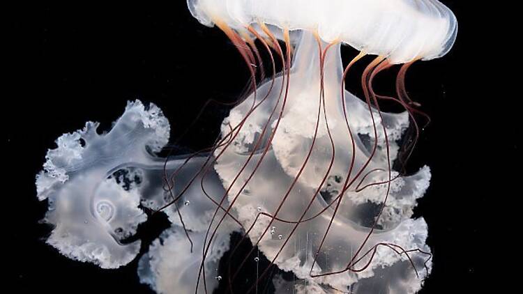 South American Sea Nettle