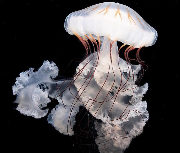 The Aquarium of the Pacific just debuted a new exhibit that’s all about jellyfish