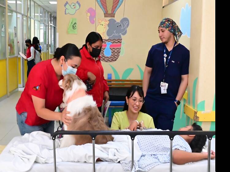 Terapias asistidas con perritos Terapias asistidas con perritos