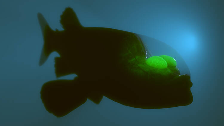 The fish with the freaky eyes