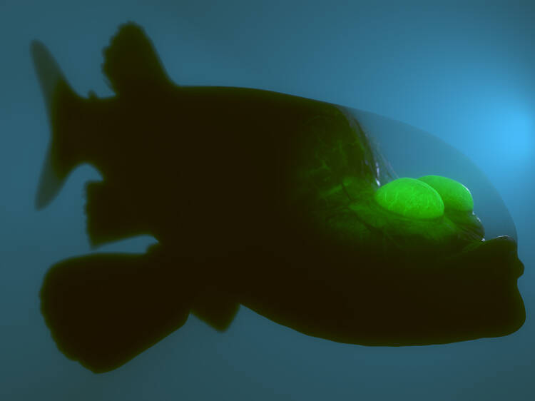 The fish with the freaky eyes