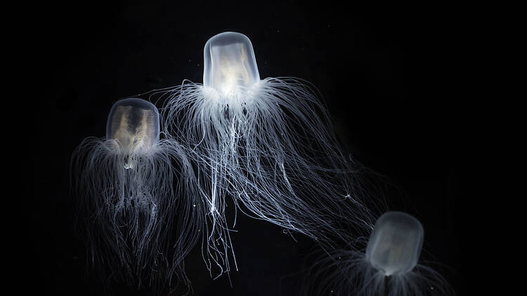 The Immortal Jellyfish