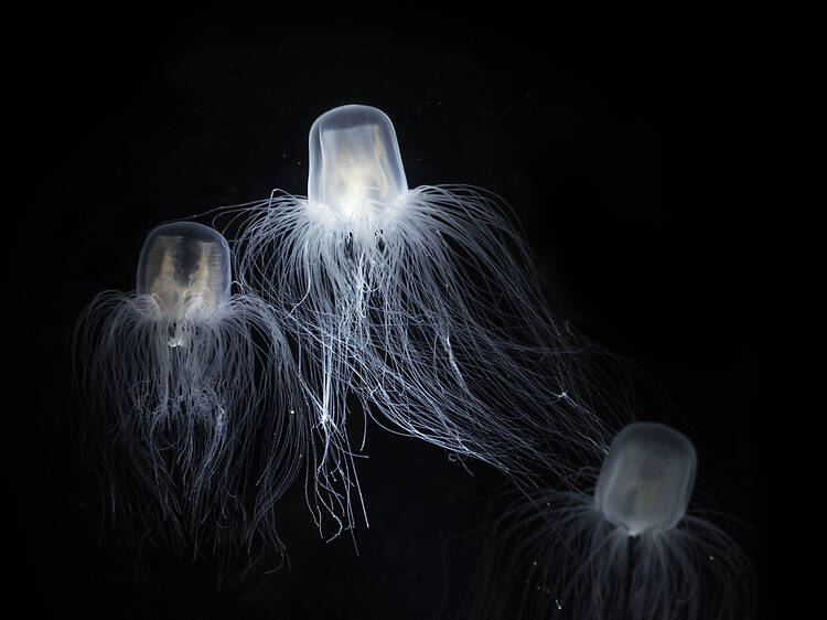 The Immortal Jellyfish