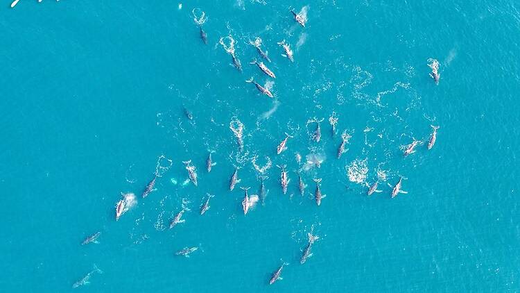 Superpods of whales