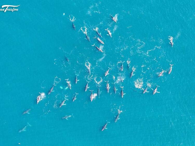 Superpods of whales