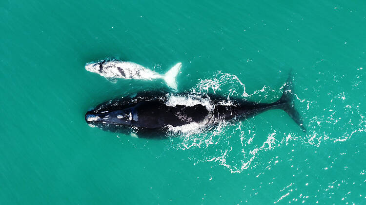 The Cape is a whale nursery