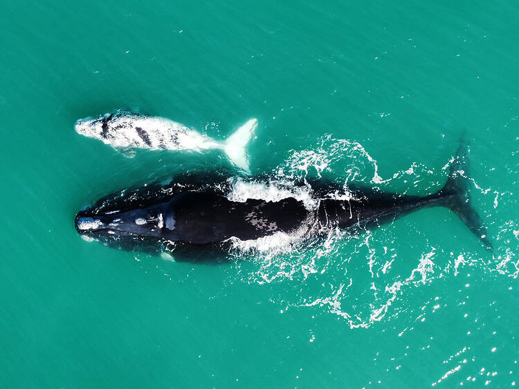 The Cape is a whale nursery