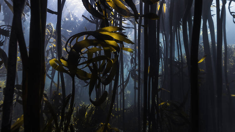 Forest under the sea
