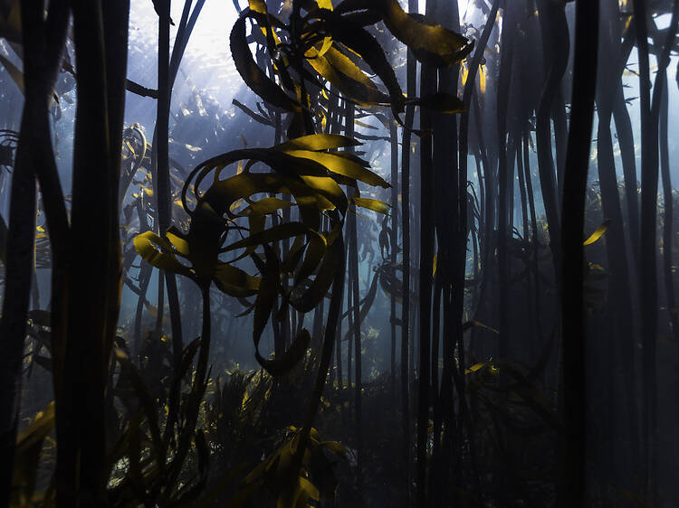 Forest under the sea