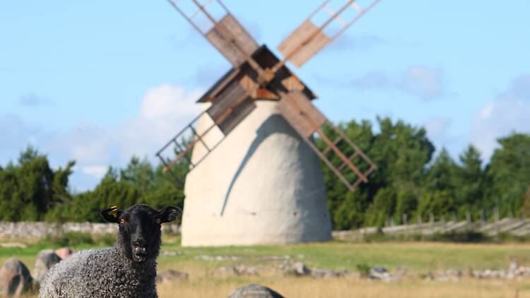 Experience the holiday favourite Fårö Experience the holiday favourite Fårö