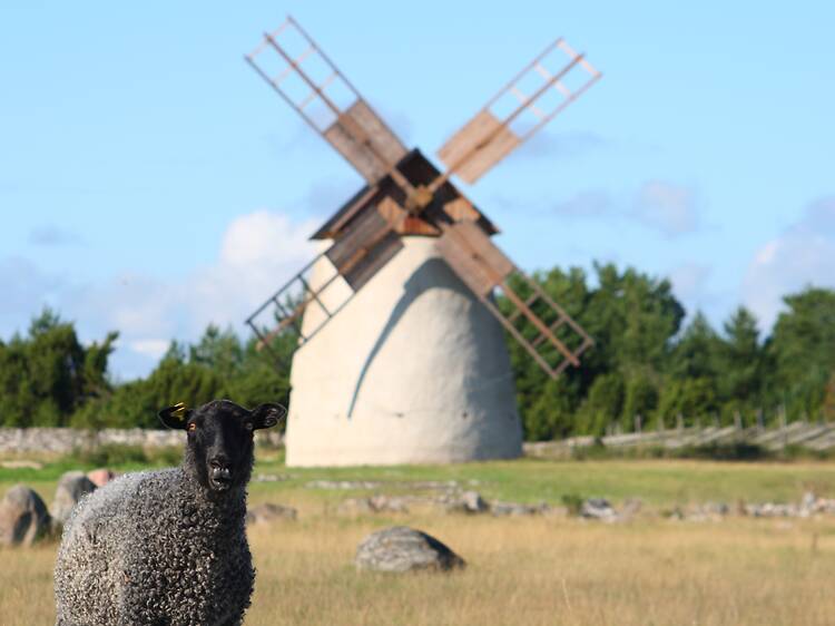 Experience the holiday favourite Fårö Experience the holiday favourite Fårö