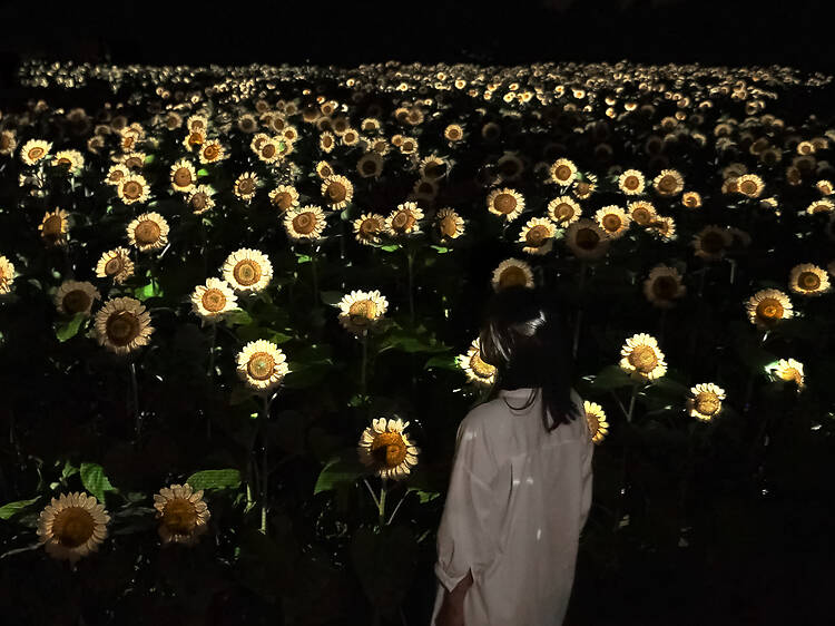 20,000 illuminated sunflowers will bloom at Osaka’s Nagai Botanical Garden this August
