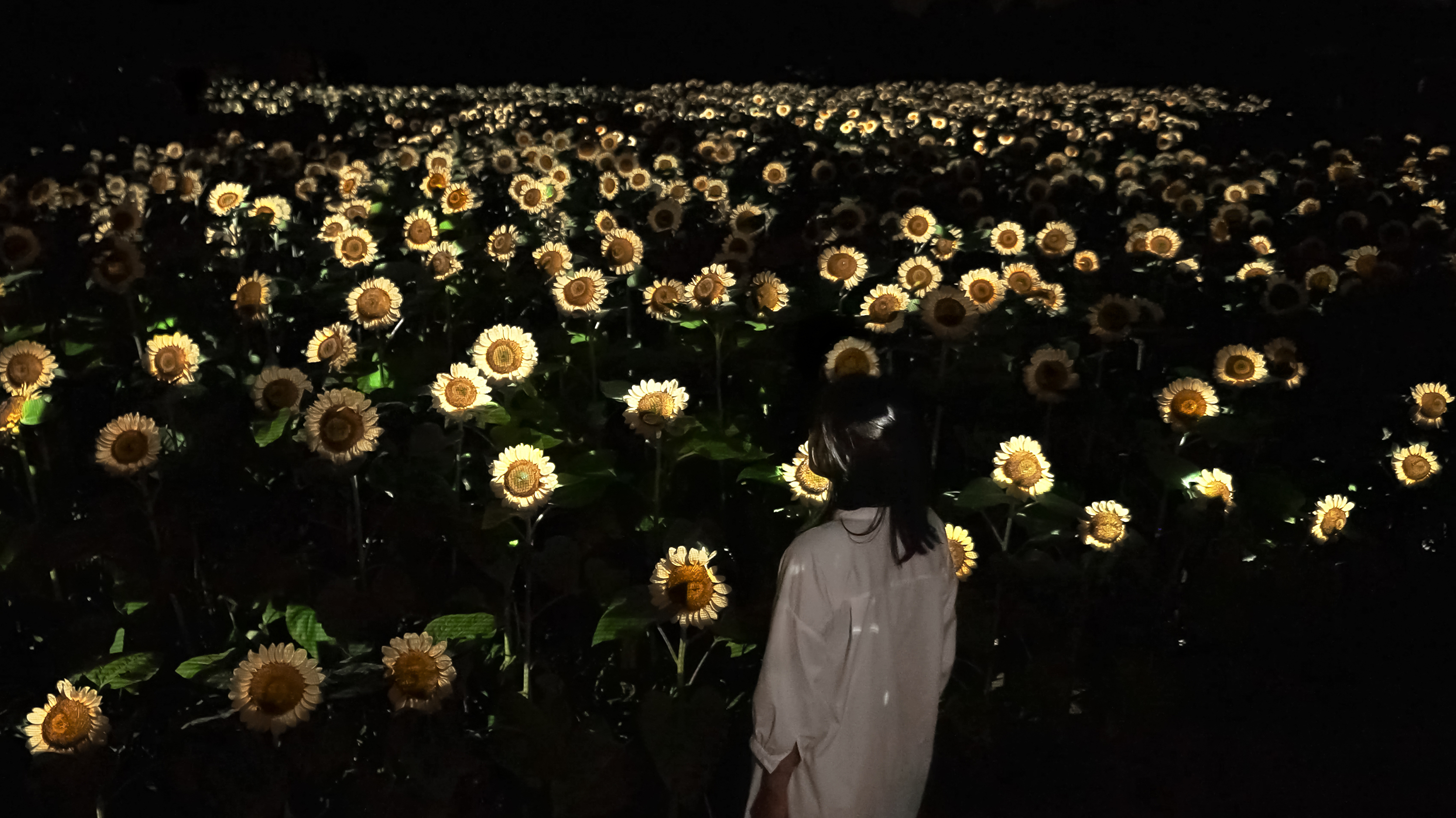 20,000 illuminated sunflowers will bloom in Osaka this August