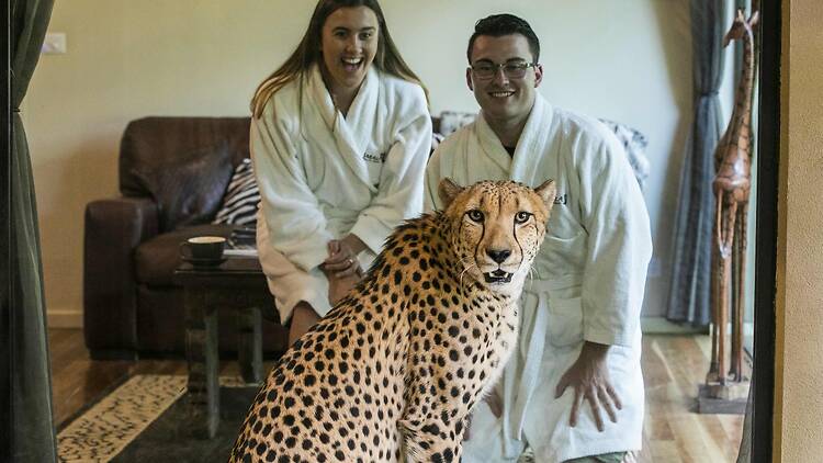 Couple looking at cheetah from hotel room