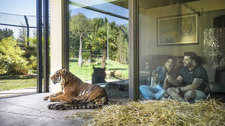 Couple looking at tiger