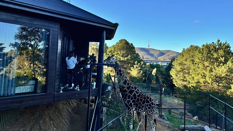 People feeding giraffe from treehouse