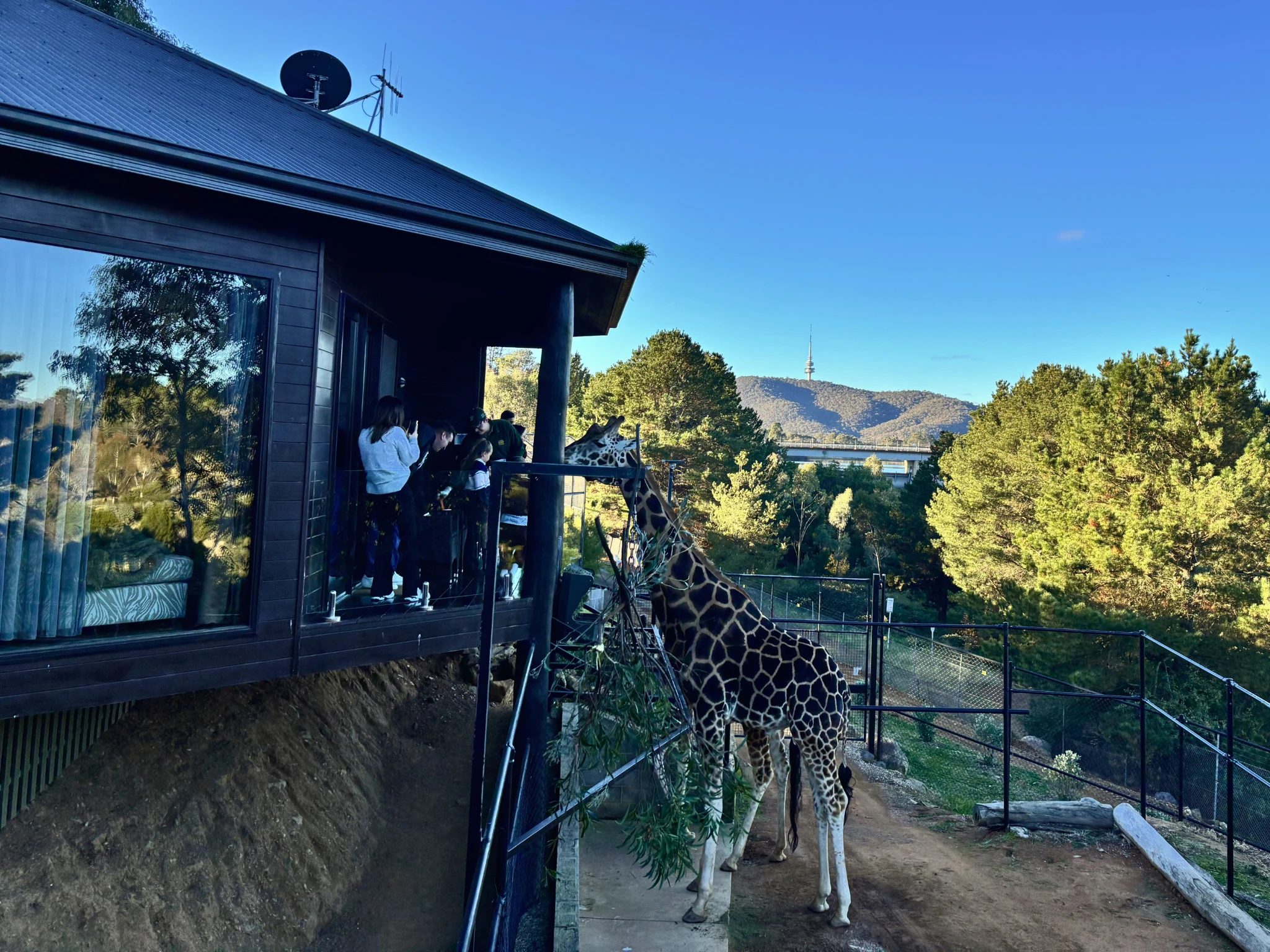 People feeding giraffe from treehouse