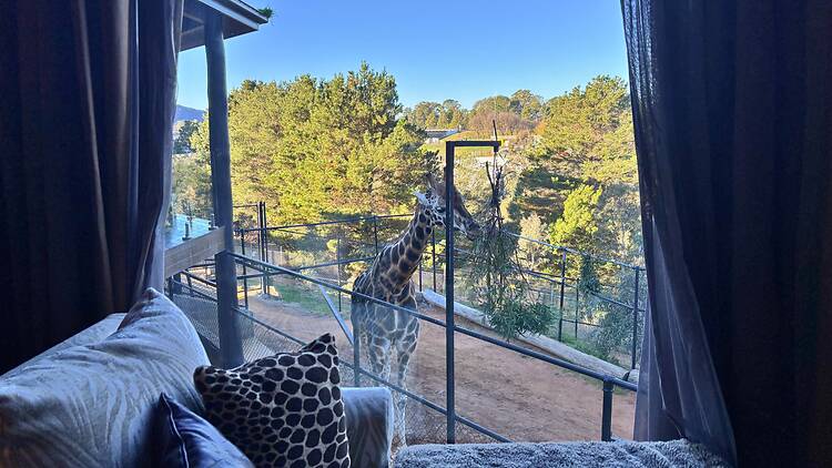 Giraffe view from lounge