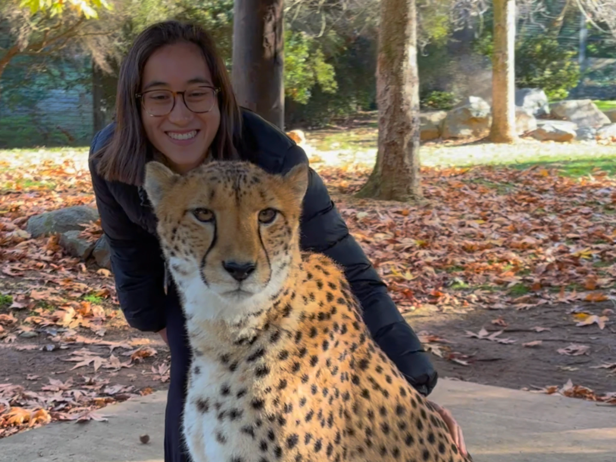 Girl patting cheetah