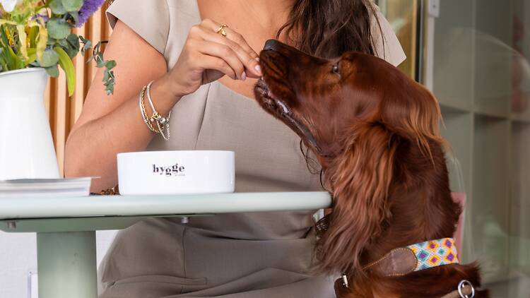Brunch para cães do Hygge Brunch para cães do Hygge