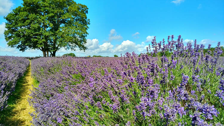 This pretty south London borough has been named the friendliest place to live in the UK