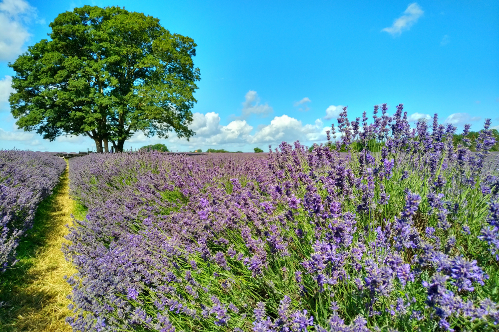 This pretty south London borough has been named the friendliest place to live in the UK