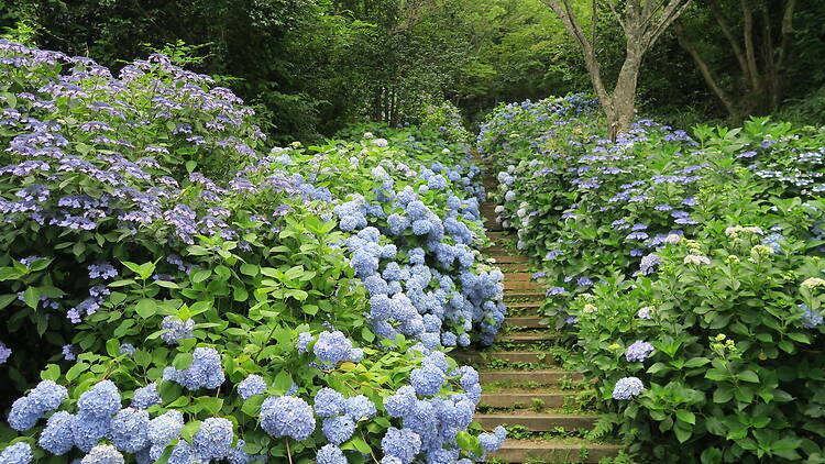 Hydrangea Festival at Nukata Park Hydrangea Festival at Nukata Park