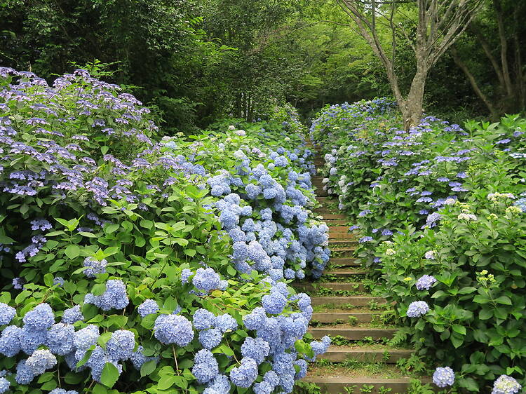 Hydrangea Festival at Nukata Park Hydrangea Festival at Nukata Park