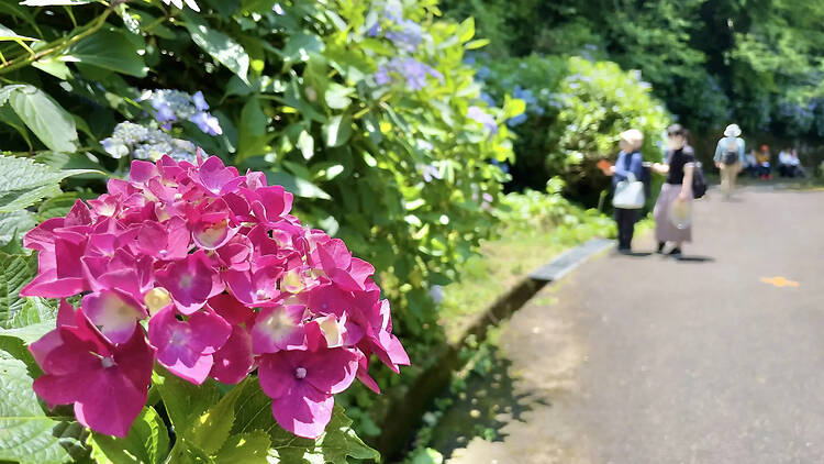 Hydrangeas at Nukata Park, Higashi-Osaka