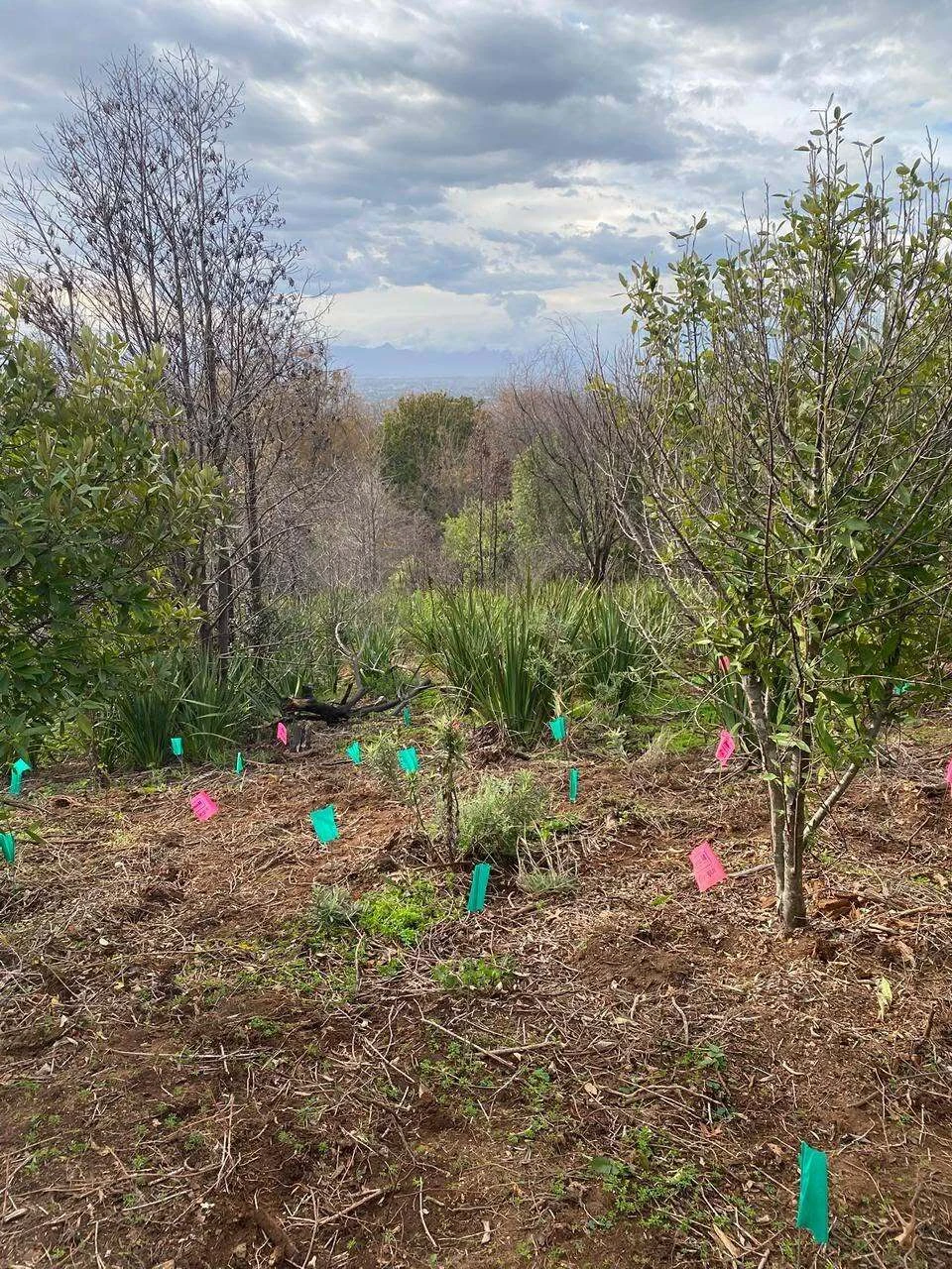 e planted as part of the latest phase of its ongoing rehabilitation programme.