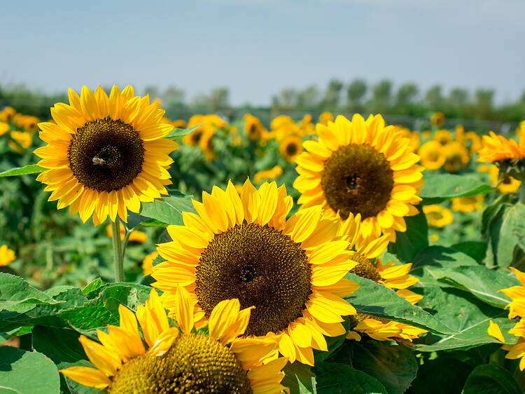 Where to find pick-your-own sunflower fields near London