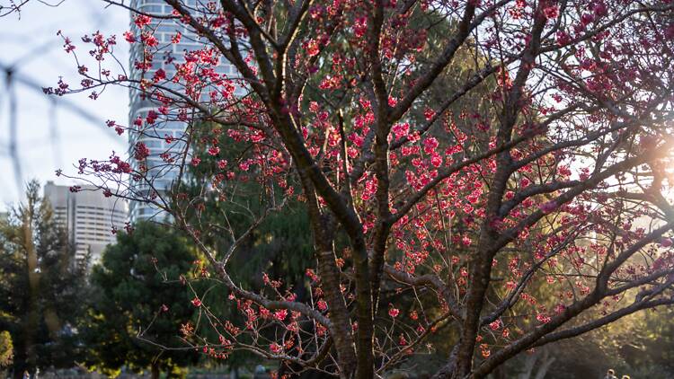 Royal Botanic Garden Sydney A sunny park view with a close up on a tree in bloom