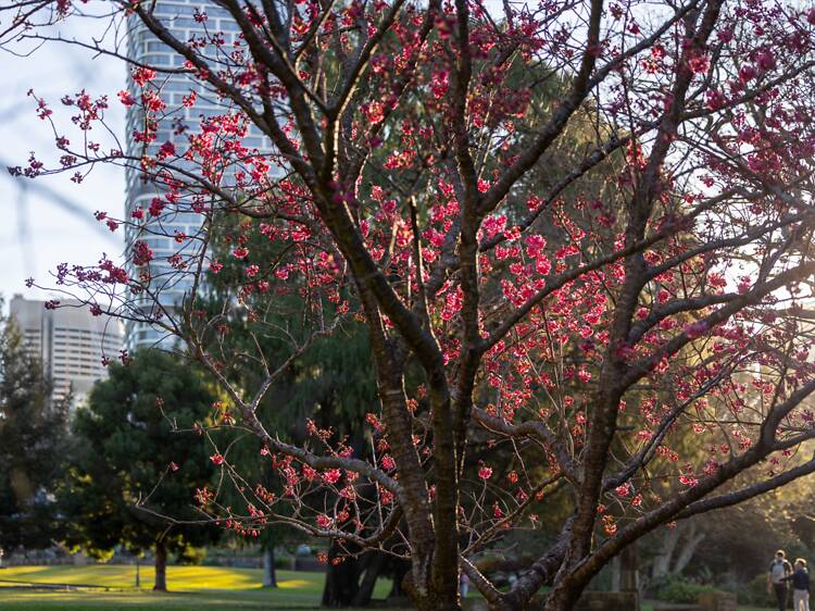 Your winter plans are sorted with the Botanic Gardens of Sydney’s jam-packed program Your winter plans are sorted with the Botanic Gardens of Sydney’s jam-packed program
