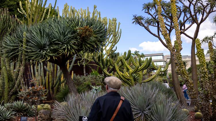 Royal Botanic Garden Sydney A man in the park