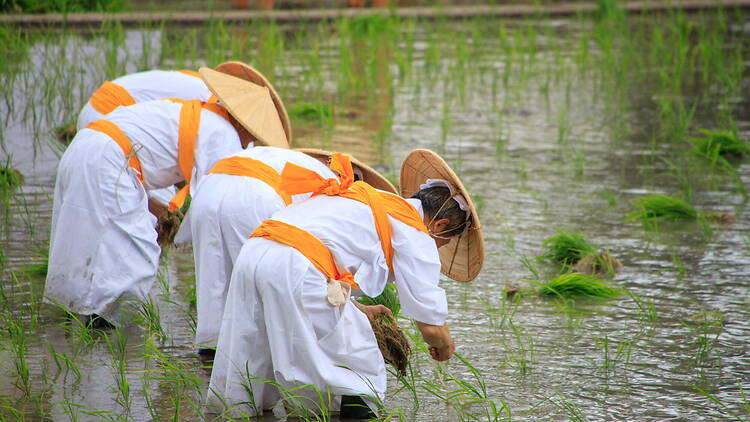 19 best things to do in and near Osaka this weekend: June 12–14
