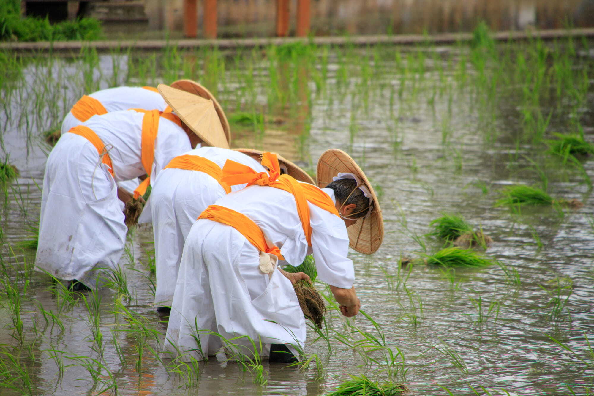 Sacred Rice-Planting Ritual at Sumiyoshi Taisha | Things to do in Osaka